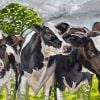 Cows in Dorset web