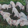 Piglets and sow